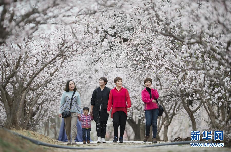 内蒙古：塞外杏花始盛开