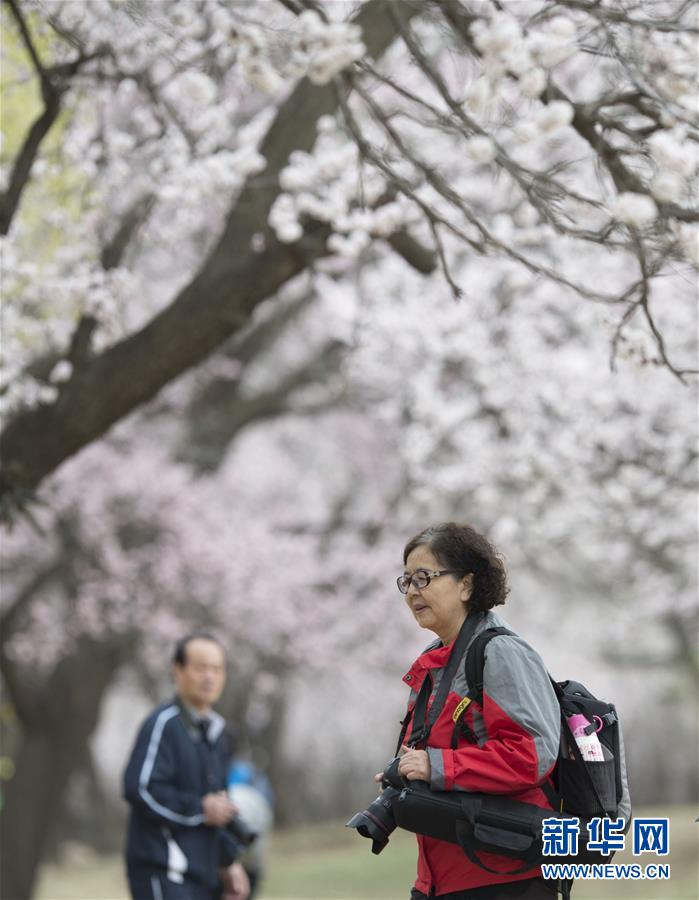 内蒙古：塞外杏花始盛开