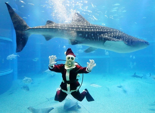 聖誕老人與兇猛鯨鯊水下驚險互動 遊人尖叫