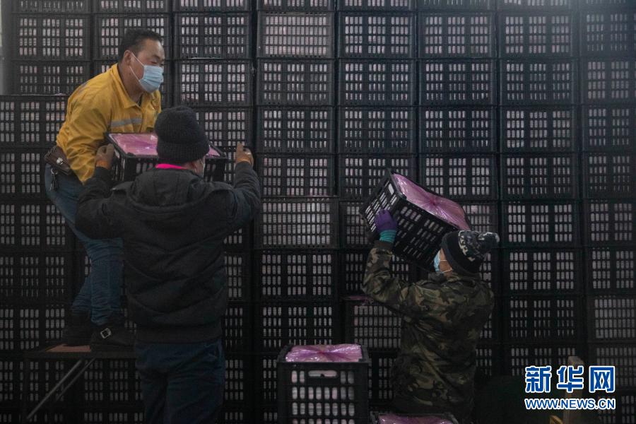 黑龍江綏化:果蔬供應充足穩定