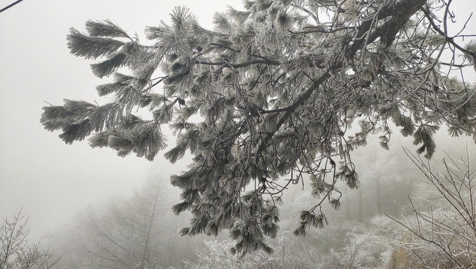 臘八送祝福，嶗山巨峰迎“羽毛雪”