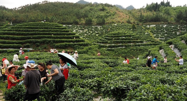 河池南丹举办茶文化旅游节 千人体验茶乡风情