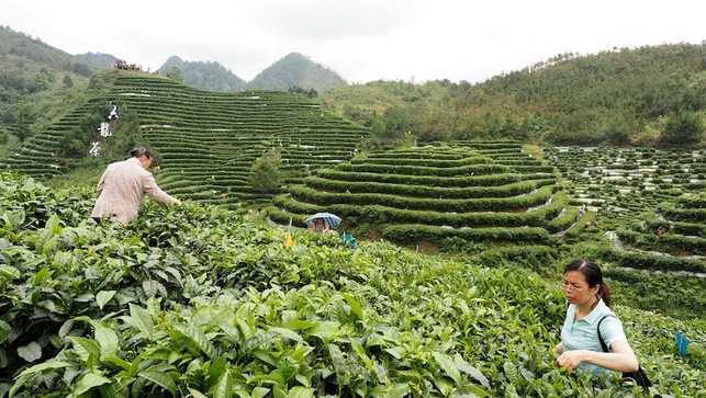 河池南丹举办茶文化旅游节 千人体验茶乡风情