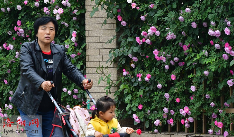 花满围墙美如画