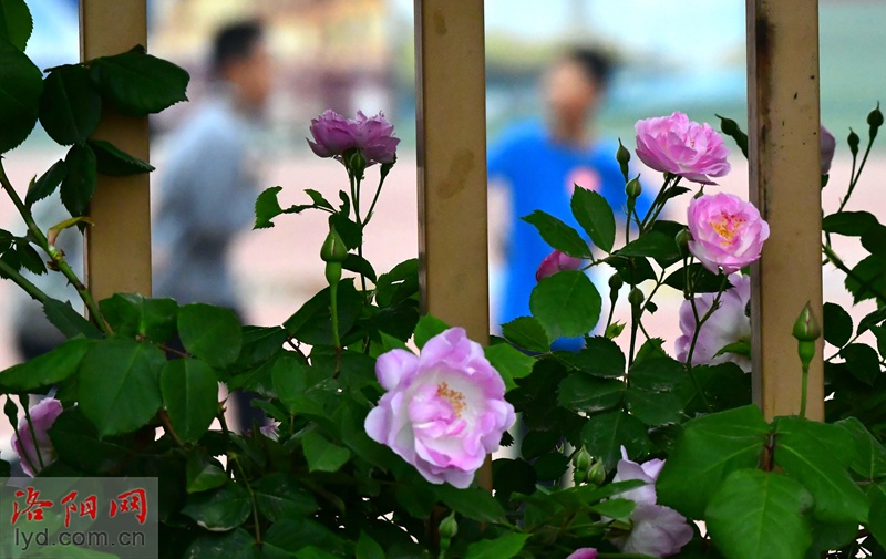 花满围墙美如画