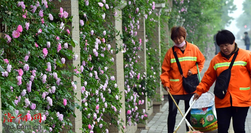 花满围墙美如画