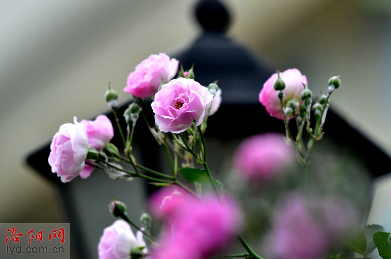 花满围墙美如画