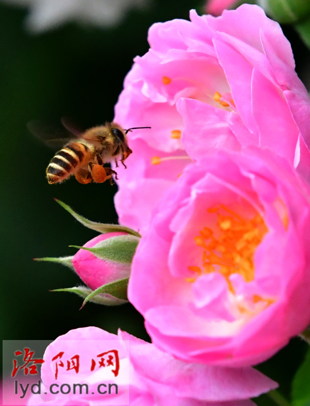 花满围墙美如画