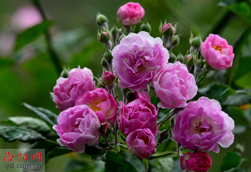 花满围墙美如画