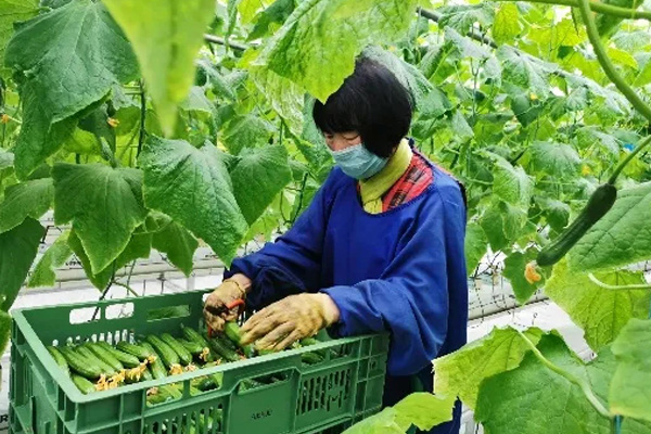 【供稿待審】設施蔬菜保民生 助戰“疫”（特別關注）