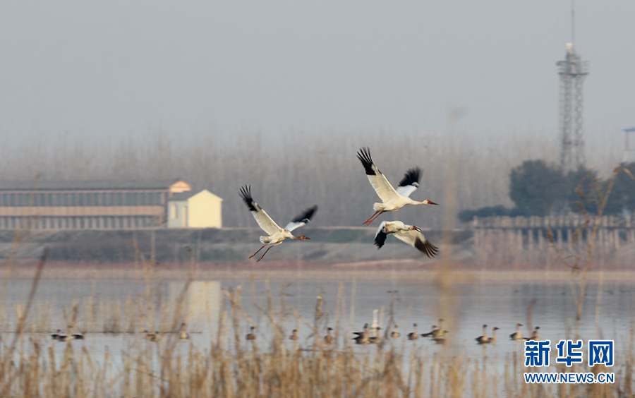 47種7.7萬餘只鳥類在武漢蔡甸沉湖濕地越冬