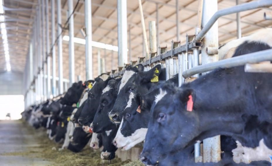 蒙牛10亿元免息资金到牧场 为合作伙伴节约成本千万元