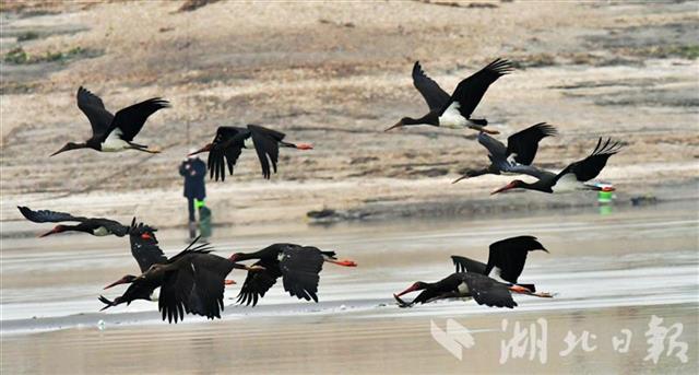 武汉三环内连续7年发现国家一级保护濒危鸟类黑鹳种群