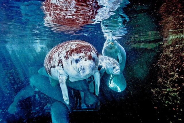 国内首次繁育出西非海牛二胎，新生海牛成牛年“萌主”