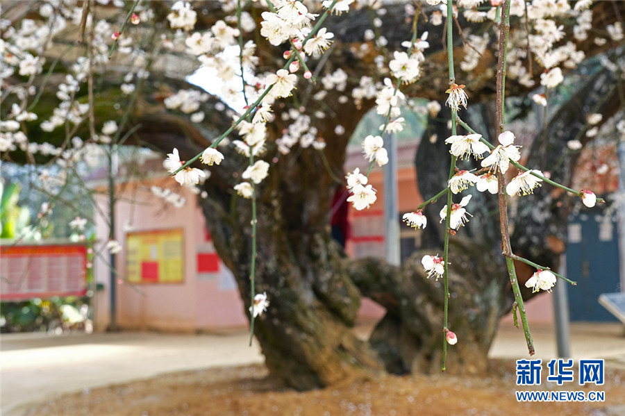 据了解,这两棵古梅花树历史都在百年