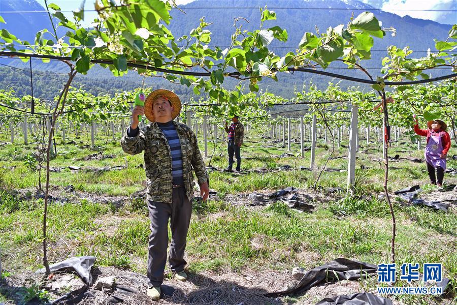 西藏边境村庄布巴的新生