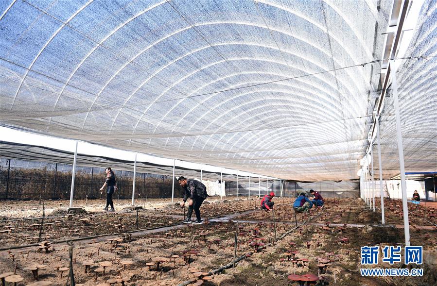 长白山下，有这样一面乡村旅游“红旗”