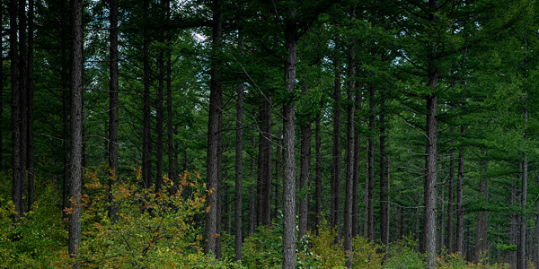 น้ำใสเขาเขียวก็เป็นดั่งภูเขาทองภูเขาเงิน_fororder_20210201两山理论2