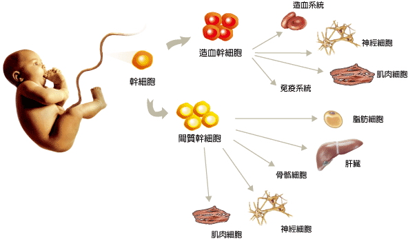 臺灣“臍帶血銀行”：開墾大陸二孩處女地