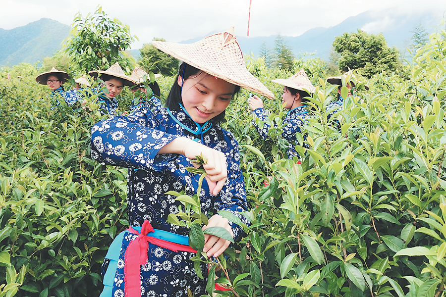 图为安溪茶农在采摘春茶.