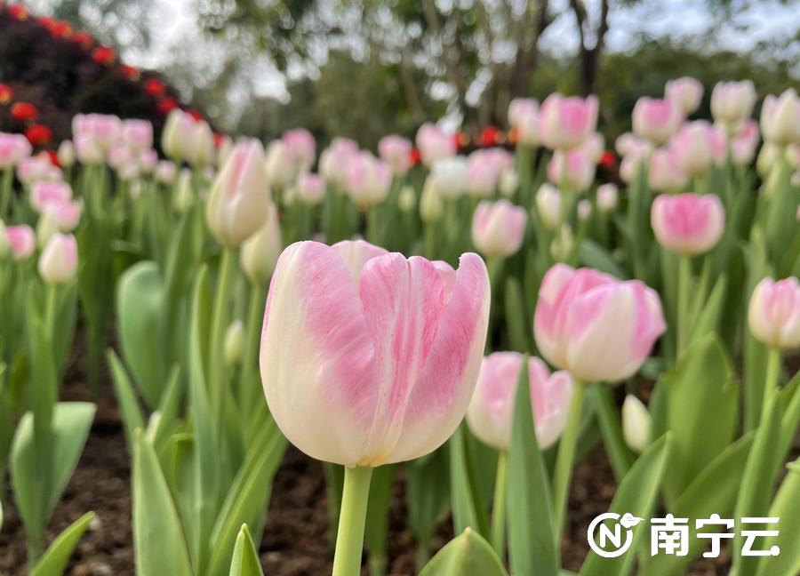 “邕”抱幸福年 青秀山迎春花展等你來打卡