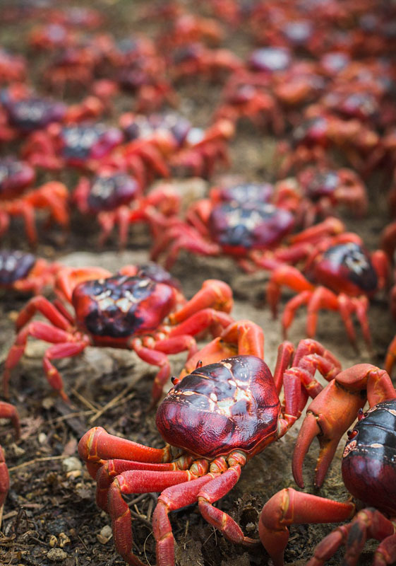 澳大利亞1.2億隻紅螃蟹大遷移 場面壯觀