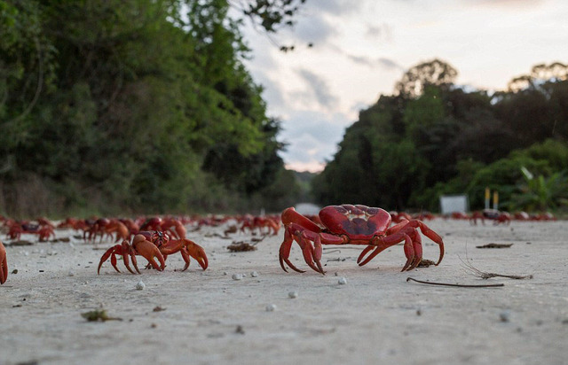 澳大利亚1.2亿只红螃蟹大迁移 场面壮观