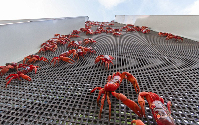 澳大利亞1.2億隻紅螃蟹大遷移 場面壯觀