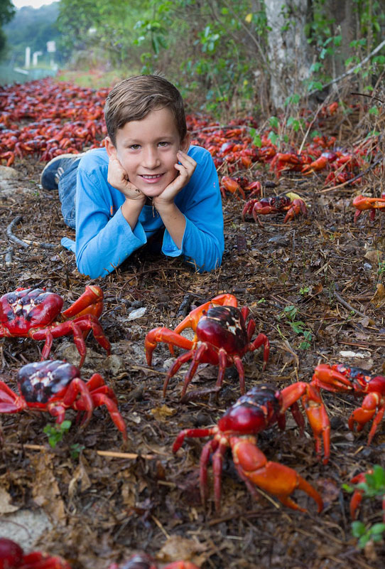 澳大利亚1.2亿只红螃蟹大迁移 场面壮观