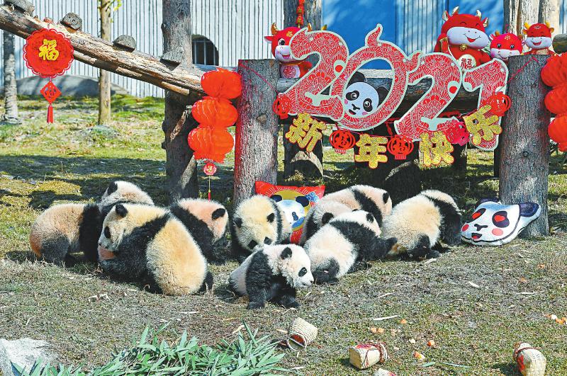 （转载）卧龙“2020级”熊猫宝宝集体亮相 向全国人民送上新春祝福