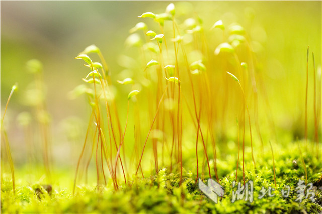 湖北秭归：春天里舞“芭蕾”