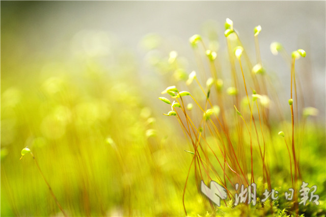 湖北秭归：春天里舞“芭蕾”