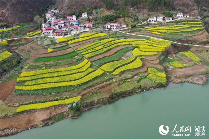 湖北保康：油菜花开春意浓