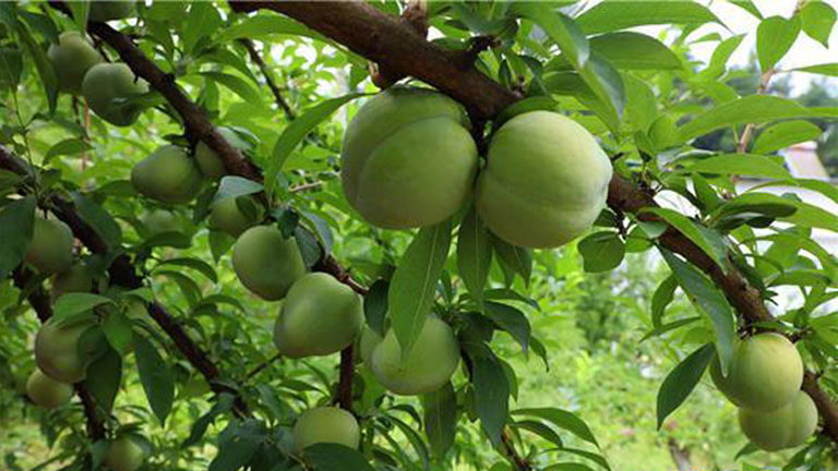 Dağlık bölgedeki şeftali bahçesi_fororder_;eftal'-768