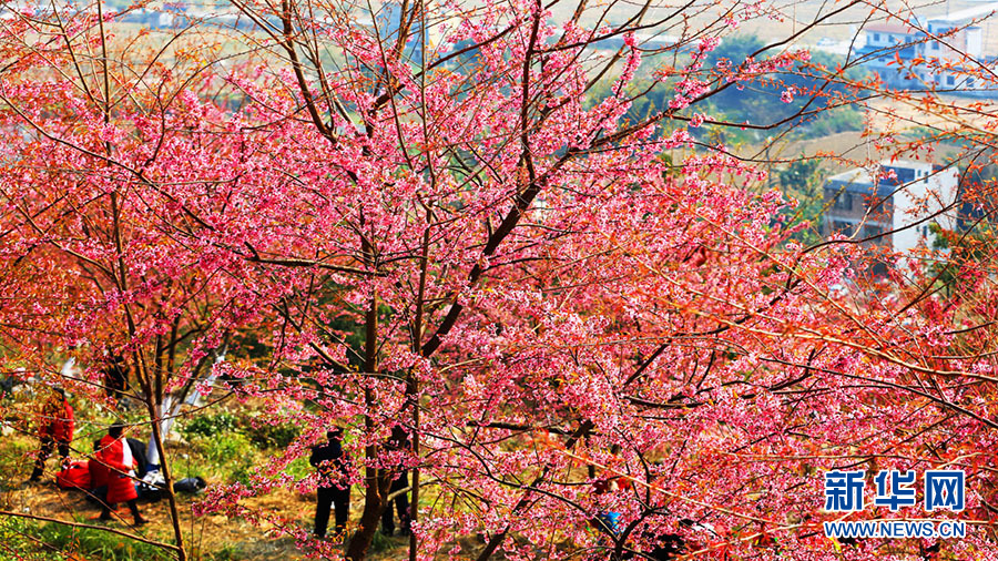 櫻花初綻 春天在路上