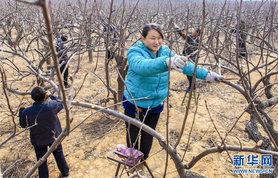 河北武邑：春来剪枝忙