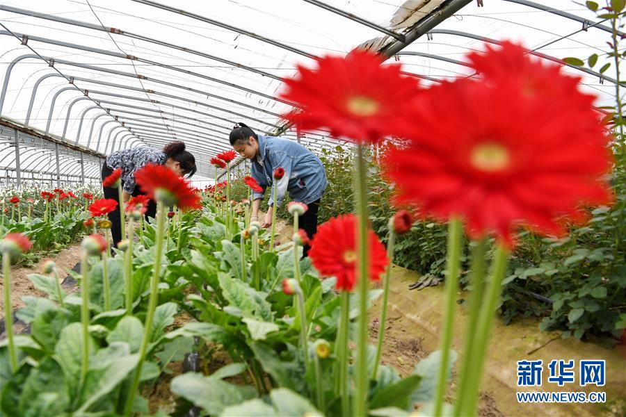 河北滦州：“鲜花经济”富农家