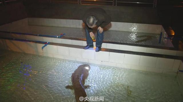 重庆发现一野生娃娃鱼重达104斤 年龄或超200岁