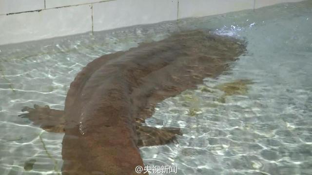 重庆发现一野生娃娃鱼重达104斤 年龄或超200岁