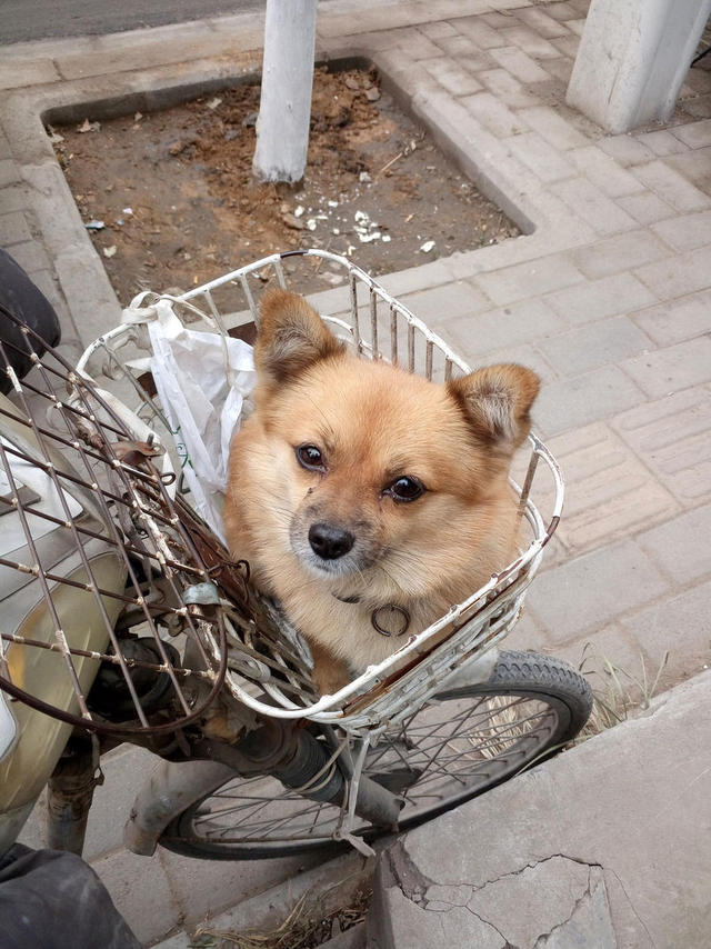 郑州一男子随身带爱犬送快递 小狗帮忙看车