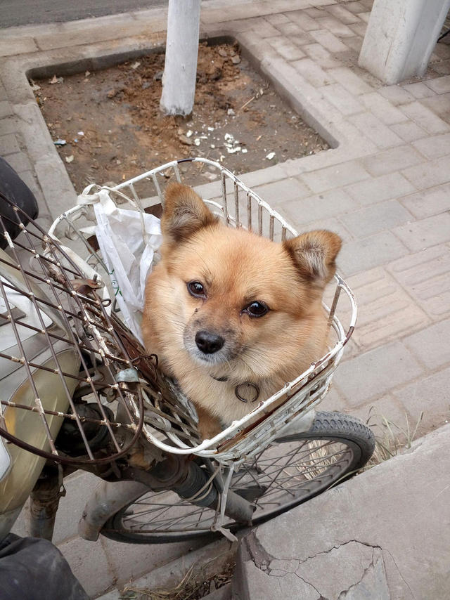 鄭州一男子隨身帶愛犬送快遞 小狗幫忙看車