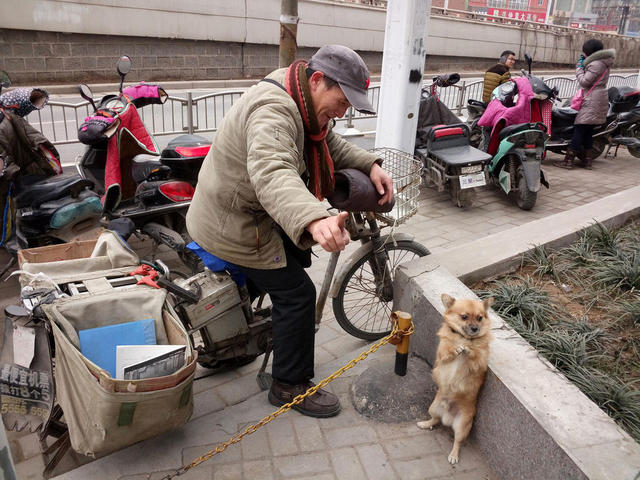 郑州一男子随身带爱犬送快递 小狗帮忙看车
