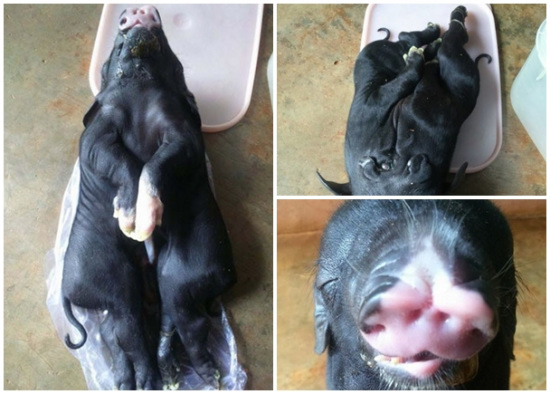 越南一母猪产下怪异小猪:一头二身 4个鼻孔