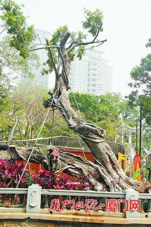 厦门荣获国家生态园林城市称号 为市民创造更多绿色生态福利