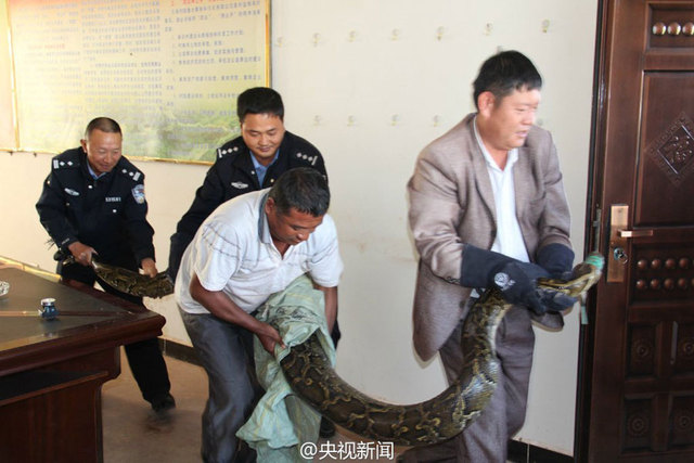 雲南修路現百歲巨蟒 民警救助放歸自然