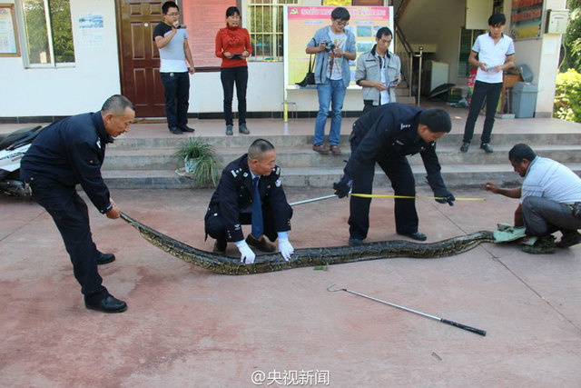 雲南修路現百歲巨蟒 民警救助放歸自然