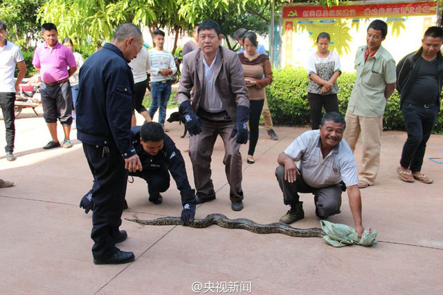 雲南修路現百歲巨蟒 民警救助放歸自然