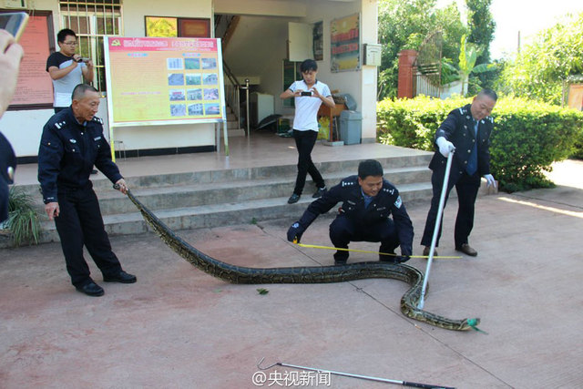 雲南修路現百歲巨蟒 民警救助放歸自然