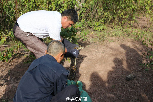 雲南修路現百歲巨蟒 民警救助放歸自然