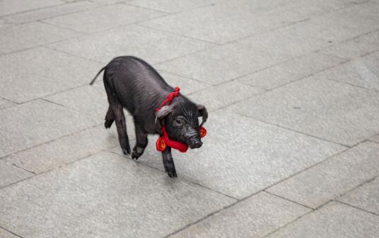 百人排队“撸猪”，网易味央用一场“猪年大趴”喜迎新年